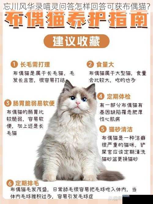 忘川风华录喵灵问答怎样回答可获布偶猫？