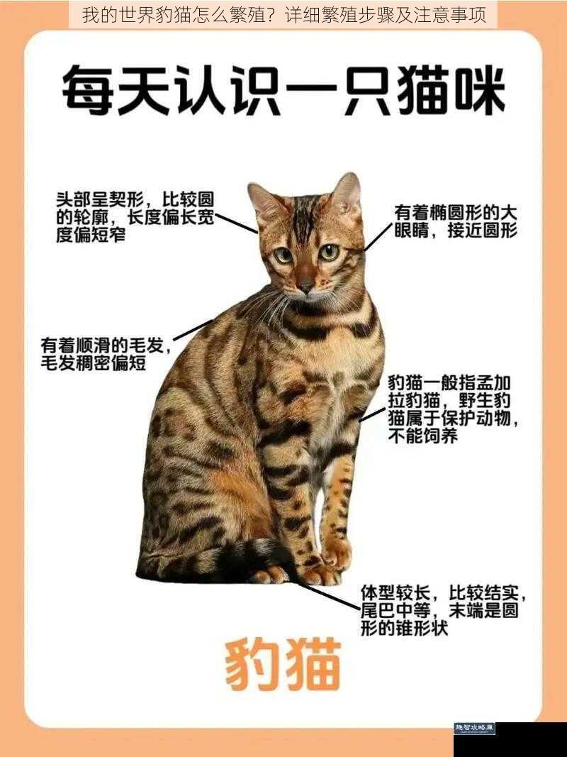 我的世界豹猫怎么繁殖？详细繁殖步骤及注意事项