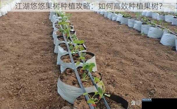 江湖悠悠果树种植攻略：如何高效种植果树？