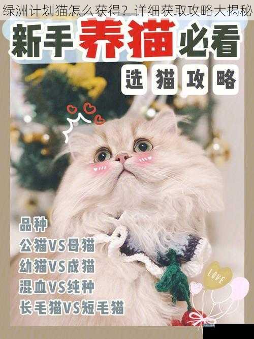 绿洲计划猫怎么获得？详细获取攻略大揭秘